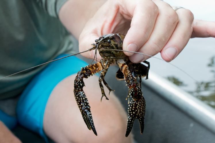 18953596_1503634989694056_1007130368094429231_o